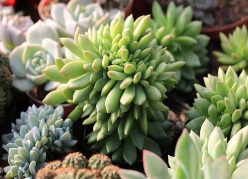 多肉植物可以水培吗 水培养殖方法和注意事项
