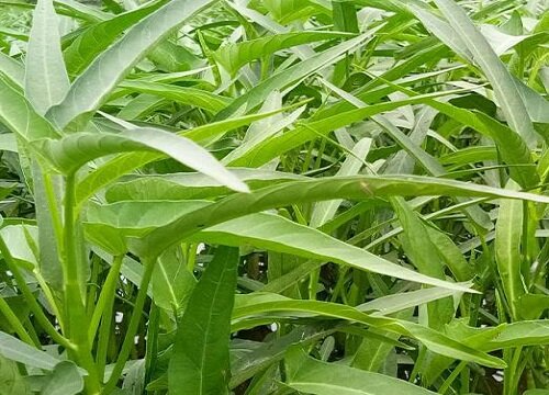 空心菜亩产量一般多少斤 一亩空心菜投资成及利润