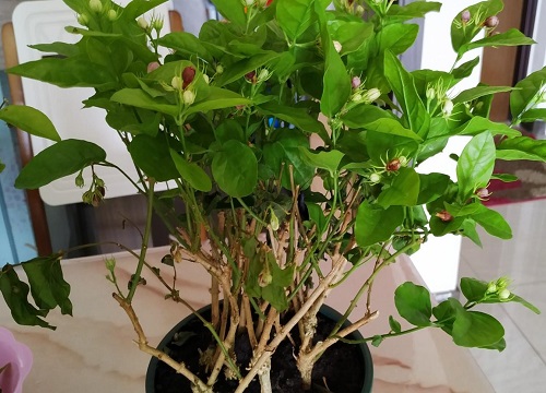 茉莉花需要剪枝吗 冬天什么时候修剪枝叶