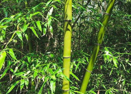 竹子什么季节种植最好 几月份栽种较适宜