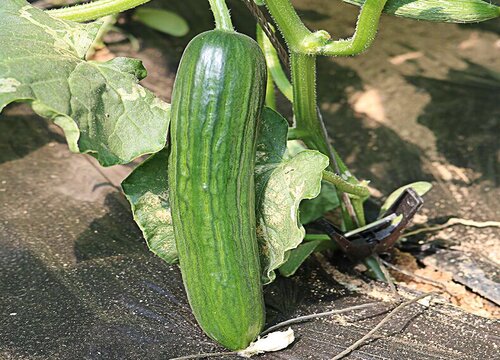 露天秋黄瓜的种植方法和时间 什么时候栽培最合适