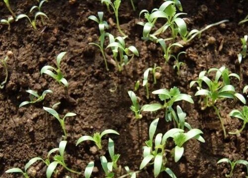 香菜种子催芽方法有哪些 种香菜催芽最好的三种方法