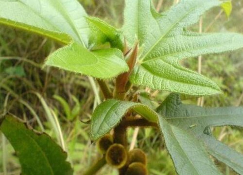 五指毛桃北方可以种植吗 适应哪个地方种比较好