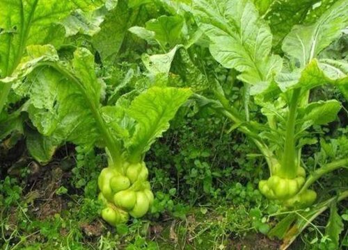 榨菜几月份种植最好 什么季节采收