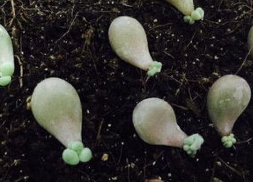叶插多肉植物怎么养才能活（怎么养护长得好又长得快）
