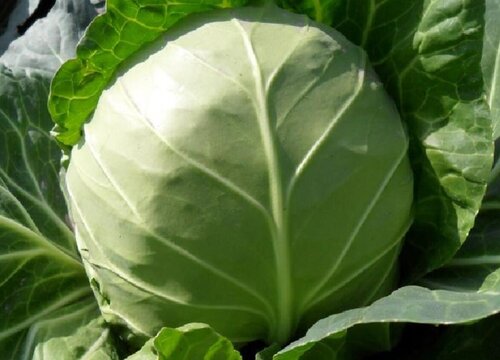 春甘蓝种植时间和方法 栽培技术与管理要点
