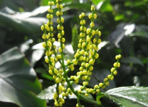 珠兰花开花后怎么修剪