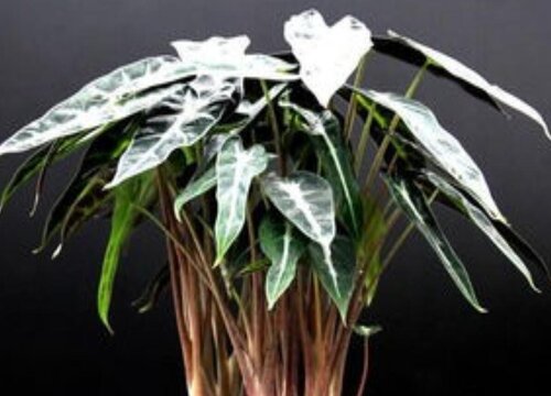 小仙女花的养殖方法和注意事项（小仙女植物怎么养）