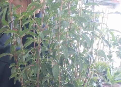 灯笼花怎么剪枝 修剪最佳时间与方法