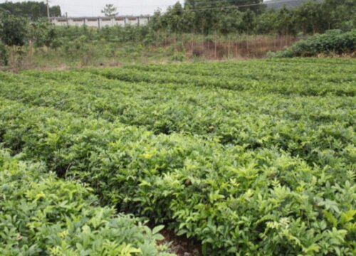 种植牛大力赚钱吗 种植前景与利润如何