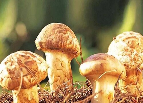 名贵高档蔬菜品种 最新特色蔬菜品种排行及图片