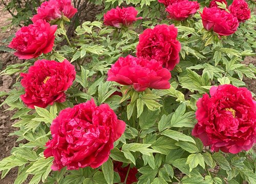 牡丹花的种植方法及养护注意要点（牡丹花怎么养家庭养法）