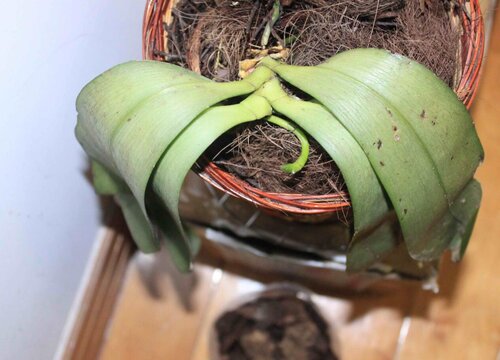 换盆蔫了几天能缓过来 盆栽绿植换盆后叶子蔫了怎么办