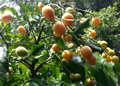 黄皮果北方可以种植吗 适合什么地区种植