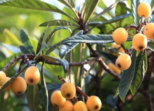 枇杷种植的栽培方法（枇杷树高产种植技术和管理要点）