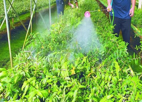 养石斛用什么肥料