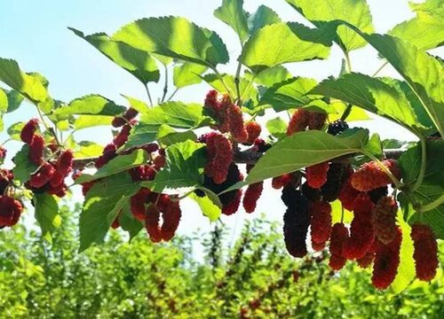 桑椹亩产量多少斤 种植桑椹的效益与利润