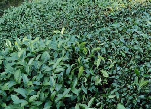 茶叶什么时候剪枝最好 在几月份剪枝最合适