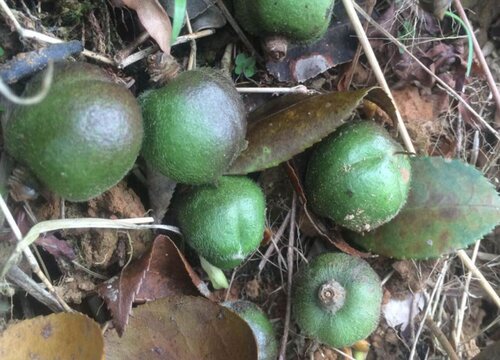 种植茶油赚钱吗 种植利润与经济效益