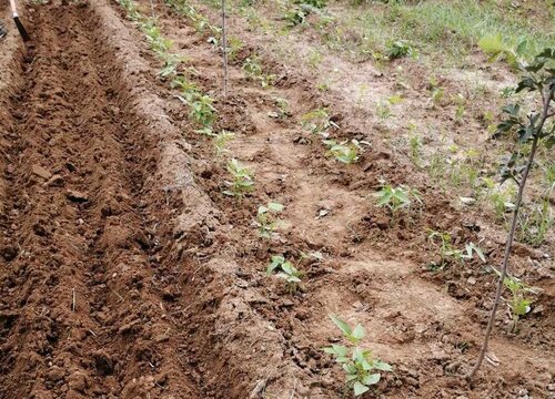 露天豆角的种植方法和时间 露地种豆角最晚什么时间