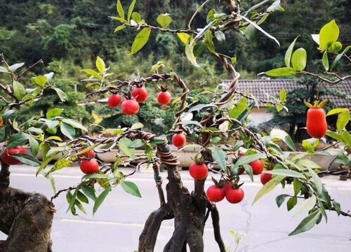 金弹子什么时候嫁接好（容易嫁接成活的最佳时间是几月份）