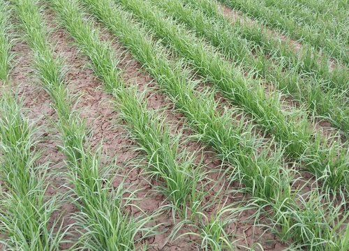 自家种韭菜需要什么肥料（种植韭菜施什么肥长得肥）