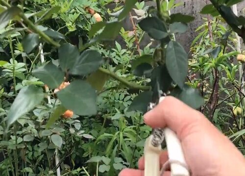 月季夏天可以剪枝吗 什么时候剪月季花枝最好