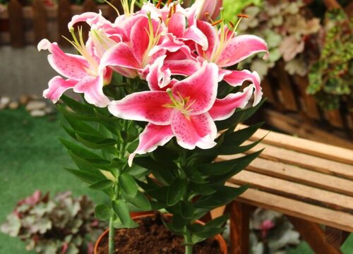 百合花怎么种植 栽种时间和方法