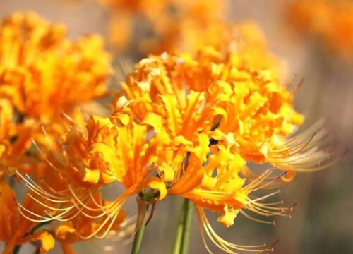 彼岸花生长在哪里 长在什么样的地方