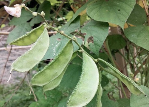 扁豆几月份种植最好 什么时间种合适