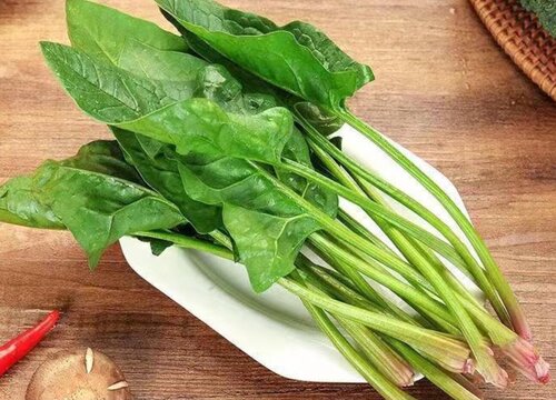 菠菜籽几天发芽出苗 泡几天处理发芽快