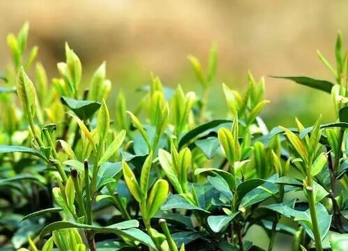红土适合种什么农作物 红壤适合种的果树和经济作物