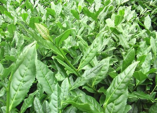 茶叶是什么作物 属于经济作物