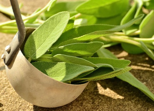 茶叶亩产量多少斤