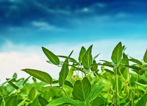 大豆的最佳种植时间和周期  什么时候种植最好
