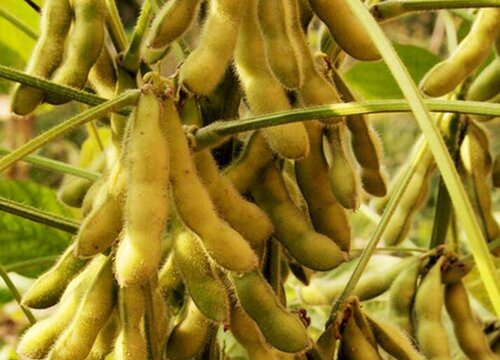 东北大豆亩产量一般多少斤 亩产量最高是多少