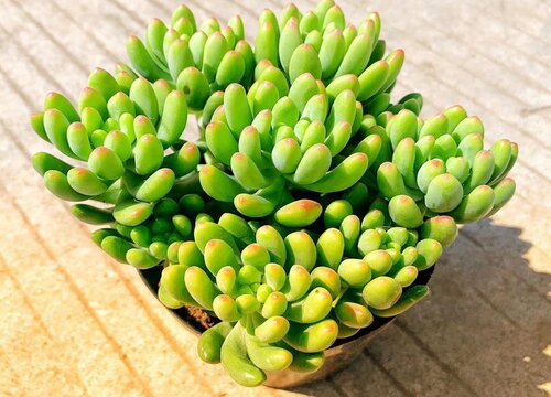 多肉植物怎么修剪方法