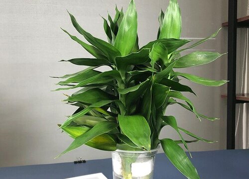 水养富贵竹冬天怎么养护