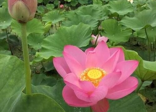 黏质土适合种植什么植物 适宜在黏质土中生长的植物
