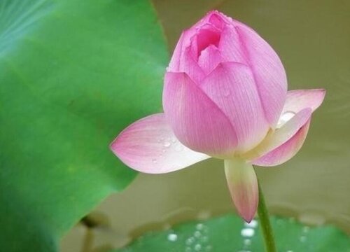荷花生长在哪里 生长在什么地方