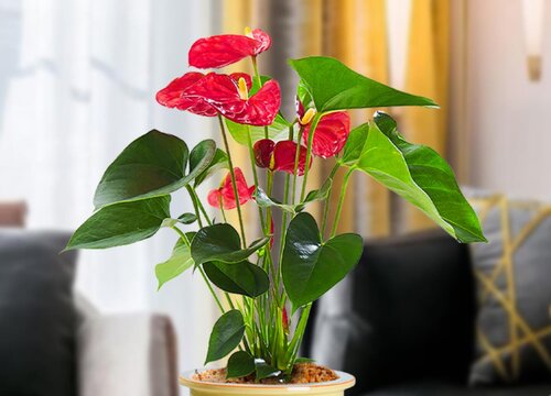 红掌开花后怎么修剪