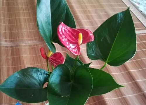 多菌灵可以浇红掌花吗