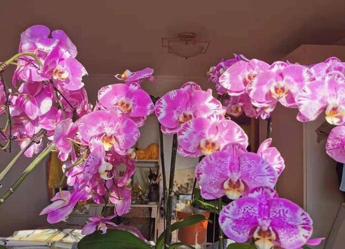 蝴蝶兰怎么养才开花