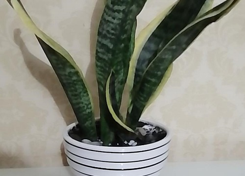 虎皮兰怎么栽种 刚买虎皮兰的种植方法和技巧