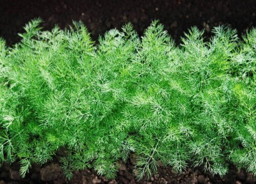 割茬茴香种植时间和方法