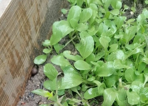 芥菜种植时间和方法