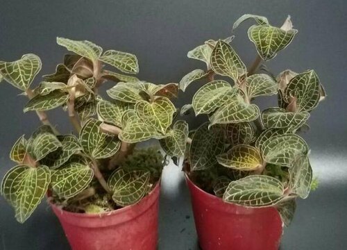 金线莲什么季节种植最好 金线莲种植时间与种植方法