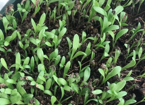 金盏菊什么时候播种好