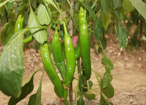 六月份适合种什么菜 适合6月份栽种蔬菜