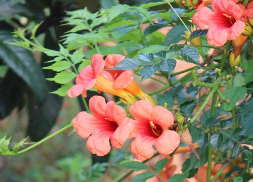 凌霄花北方可以种植吗 北方过冬养殖方法